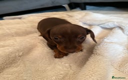 Miniature Dachshund dogs for sale: Miniature dachshund puppy brown boy ready to leave - Image 3