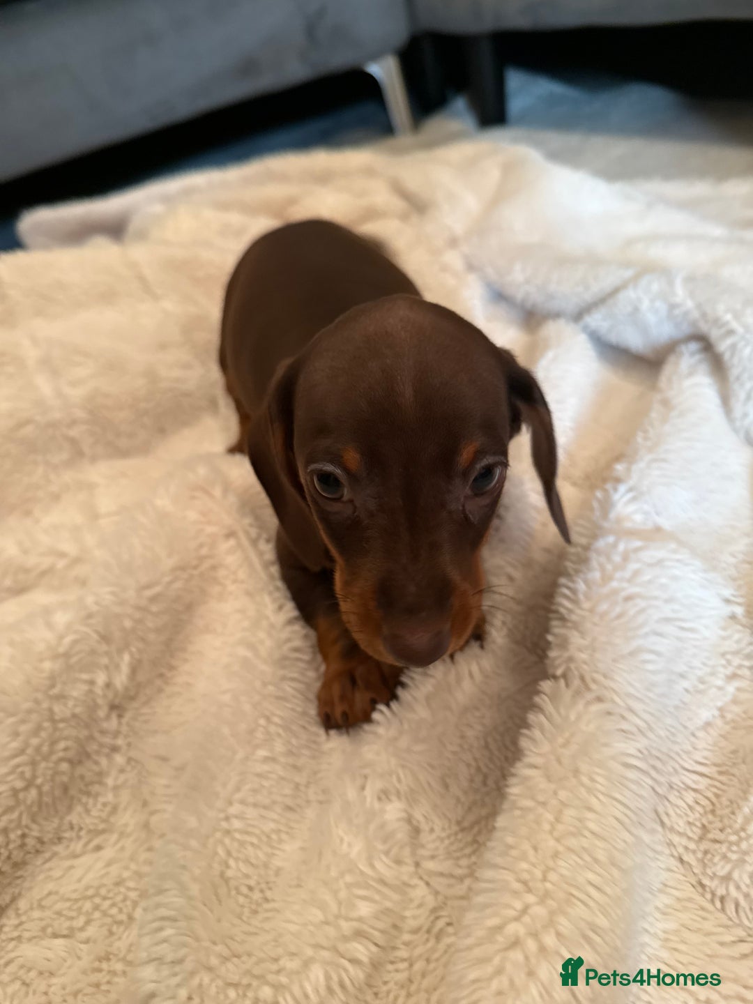 Miniature Dachshund dogs for sale: Miniature dachshund puppy brown boy ready to leave - Image 3