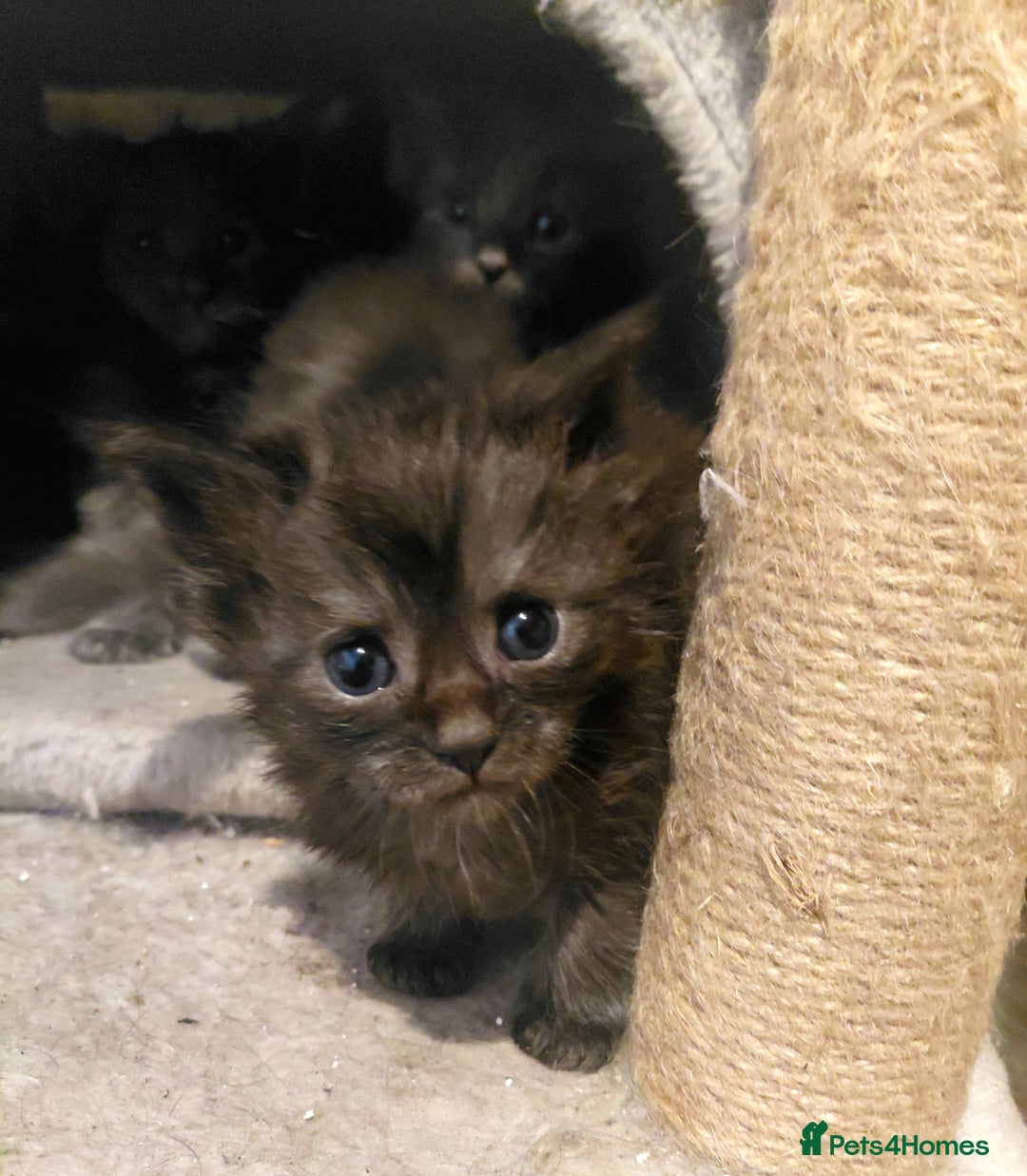 Maine Coon cats for sale: Maine Coon kittens  - Advert 19