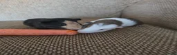 Mixed Breed rodents for sale: 2 bonded boys rtl - Advert 5