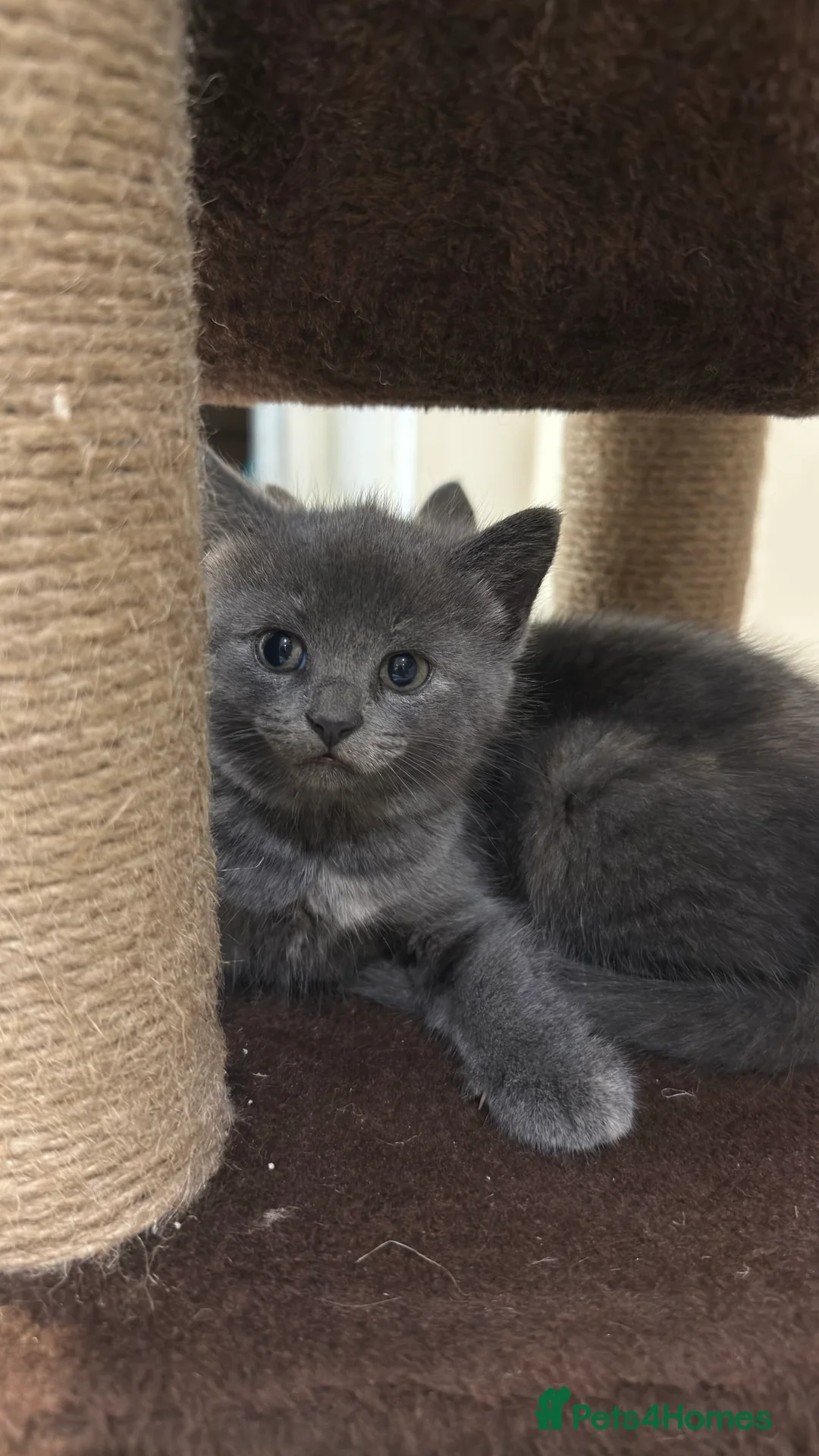 British Shorthair cats for sale: Lovely kittens  - Advert 17