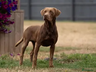 Labrador Retriever dogs RKC Working Chocolate and Yellow Labradors - Advert 1