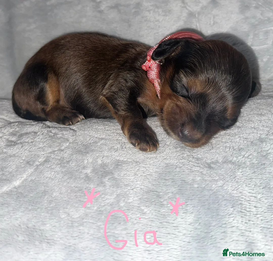 Miniature Dachshund dogs for sale: Long haired miniature dachshunds - Advert 7