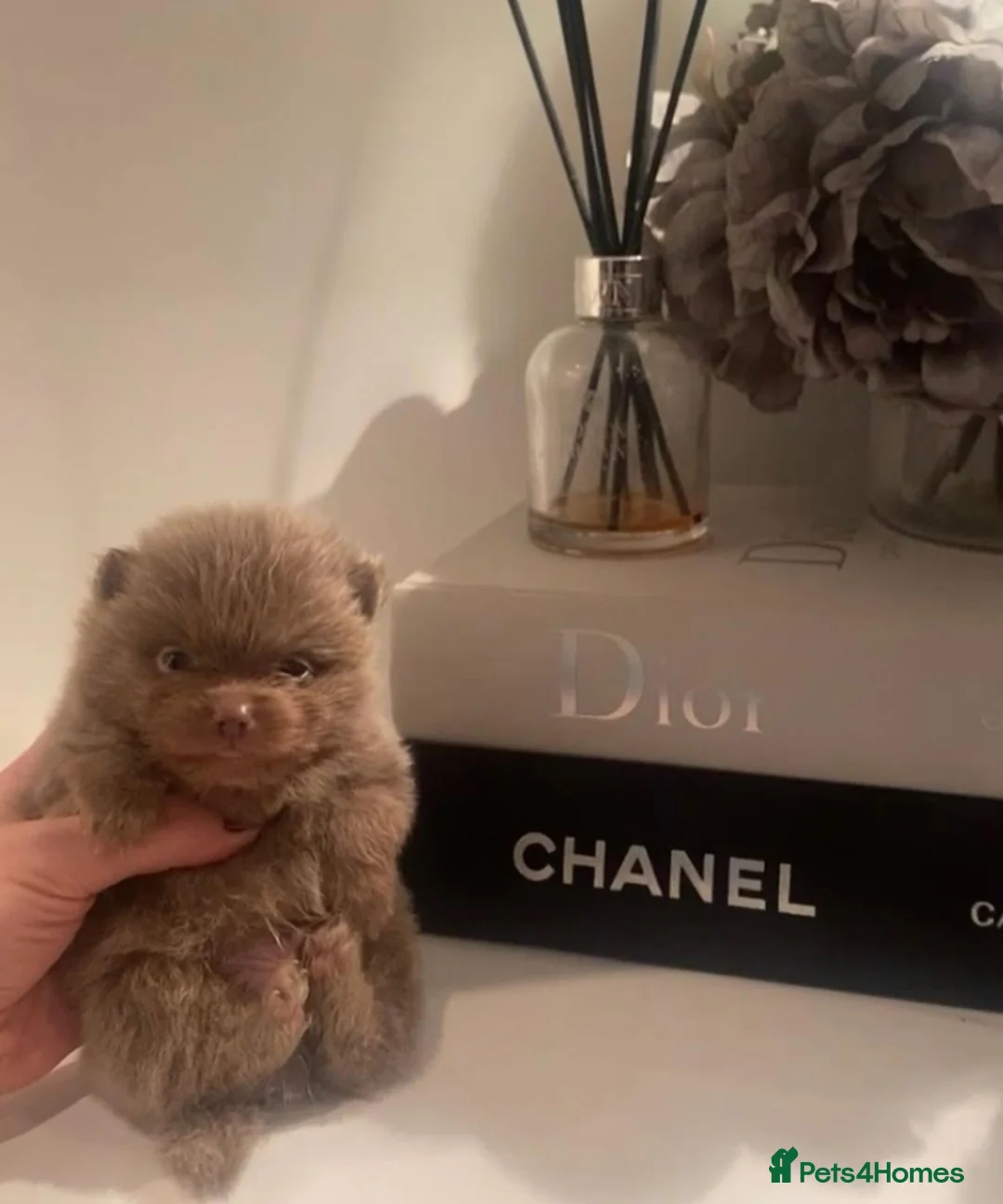 Pomeranian dogs for stud: 🏆 LOTS of champion lines, tiny teddy bear 🧸 in Leeds - Advert 22