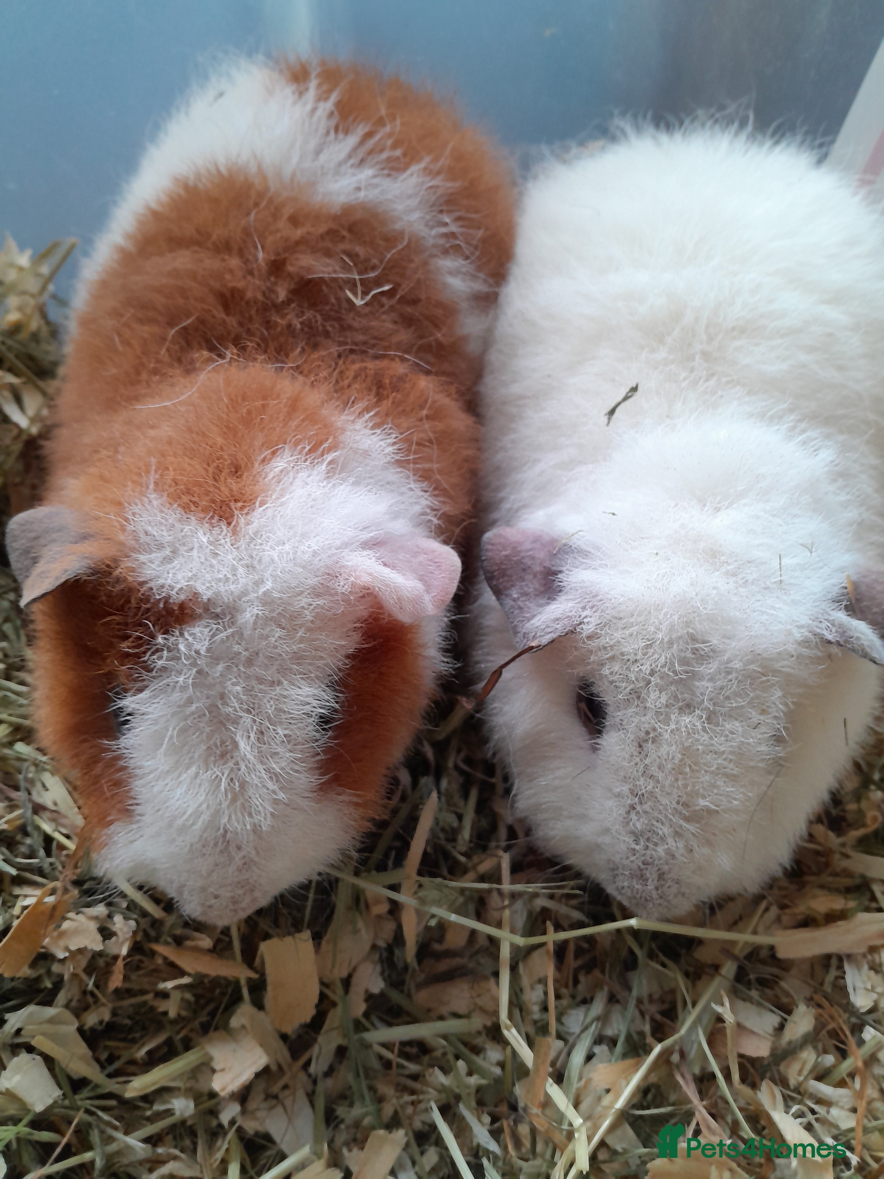 Guinea Pig rodents Reserved. Pure bred Teddy babies boys  - Advert 8