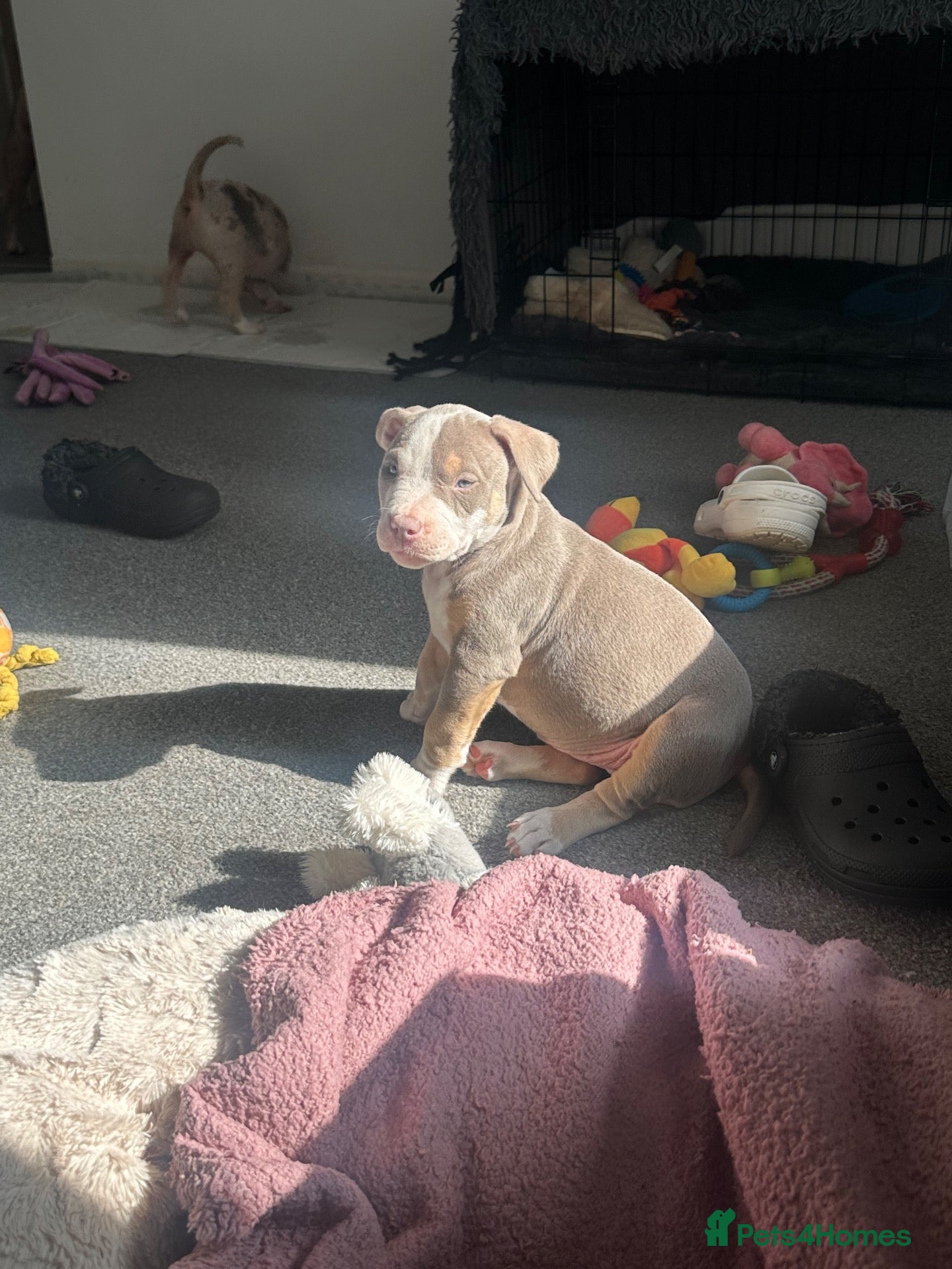 American Bully dogs American bully puppy’s  - Advert 22