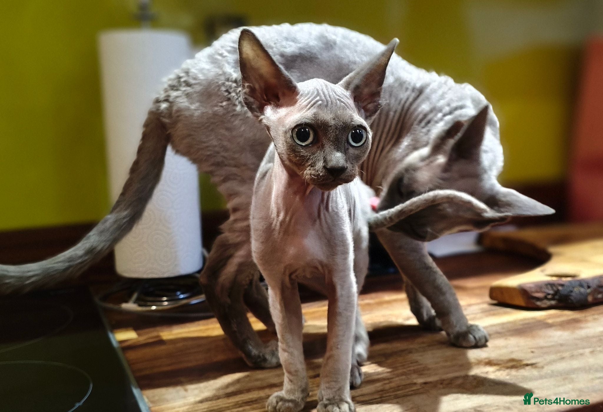 Sphynx cats *LAST ONE* Gorgeous Sphynx Girl - 12 Weeks Old - Advert 2