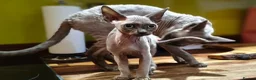 Sphynx cats for sale: *LAST ONE* Gorgeous Sphynx Girl - 12 Weeks Old - Advert 2