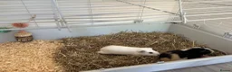 Guinea Pig rodents for sale: 2 female guinea pigs to be sold as a pair  in Sittingbourne - Advert 3