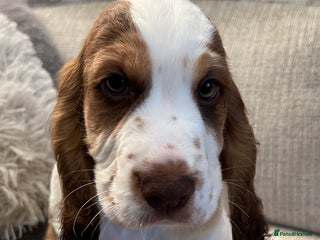 Cocker Spaniel dogs - Advert 36