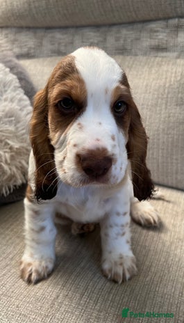 Cocker Spaniel dogs - Advert 1