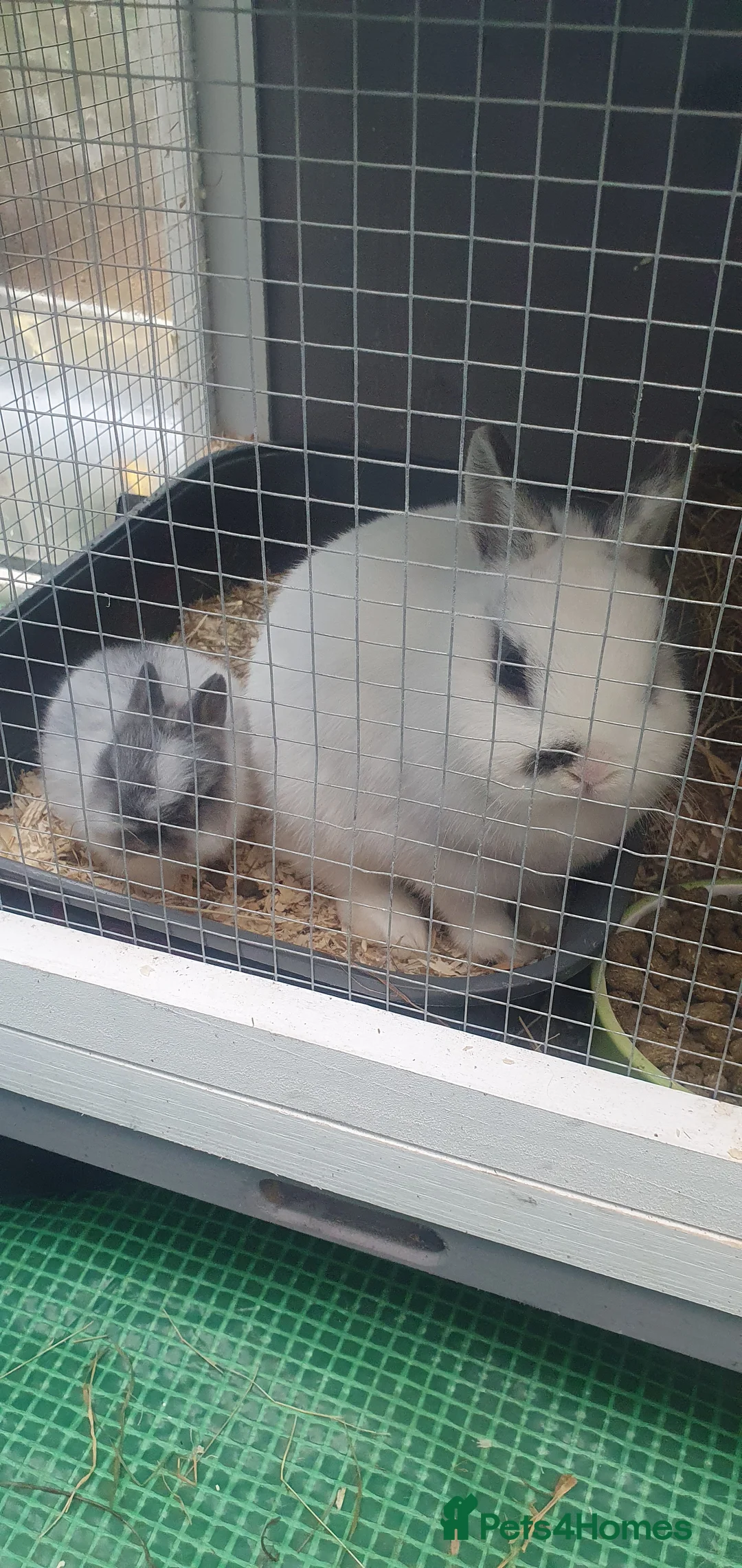 Netherland Dwarf rabbits for sale: 4 Beautiful Netherland Dwarf Buns in Pinner - Advert 24