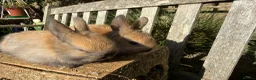 Netherland Dwarf rabbits for sale: Pure Netherland dwarf bunnies  in London - Advert 14