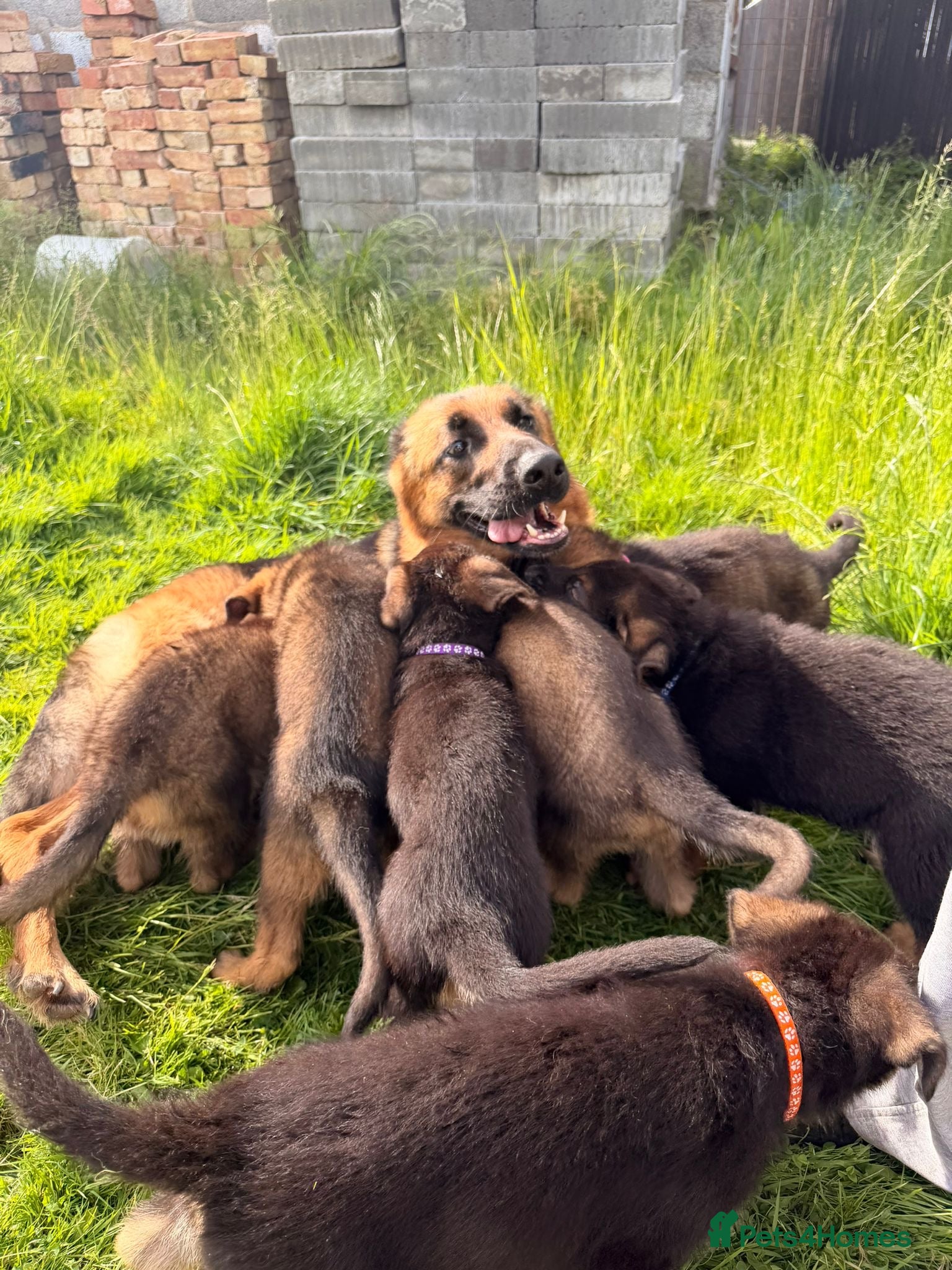 German Shepherd dogs for sale: Beautiful German Shepherd Pups  - Advert 12