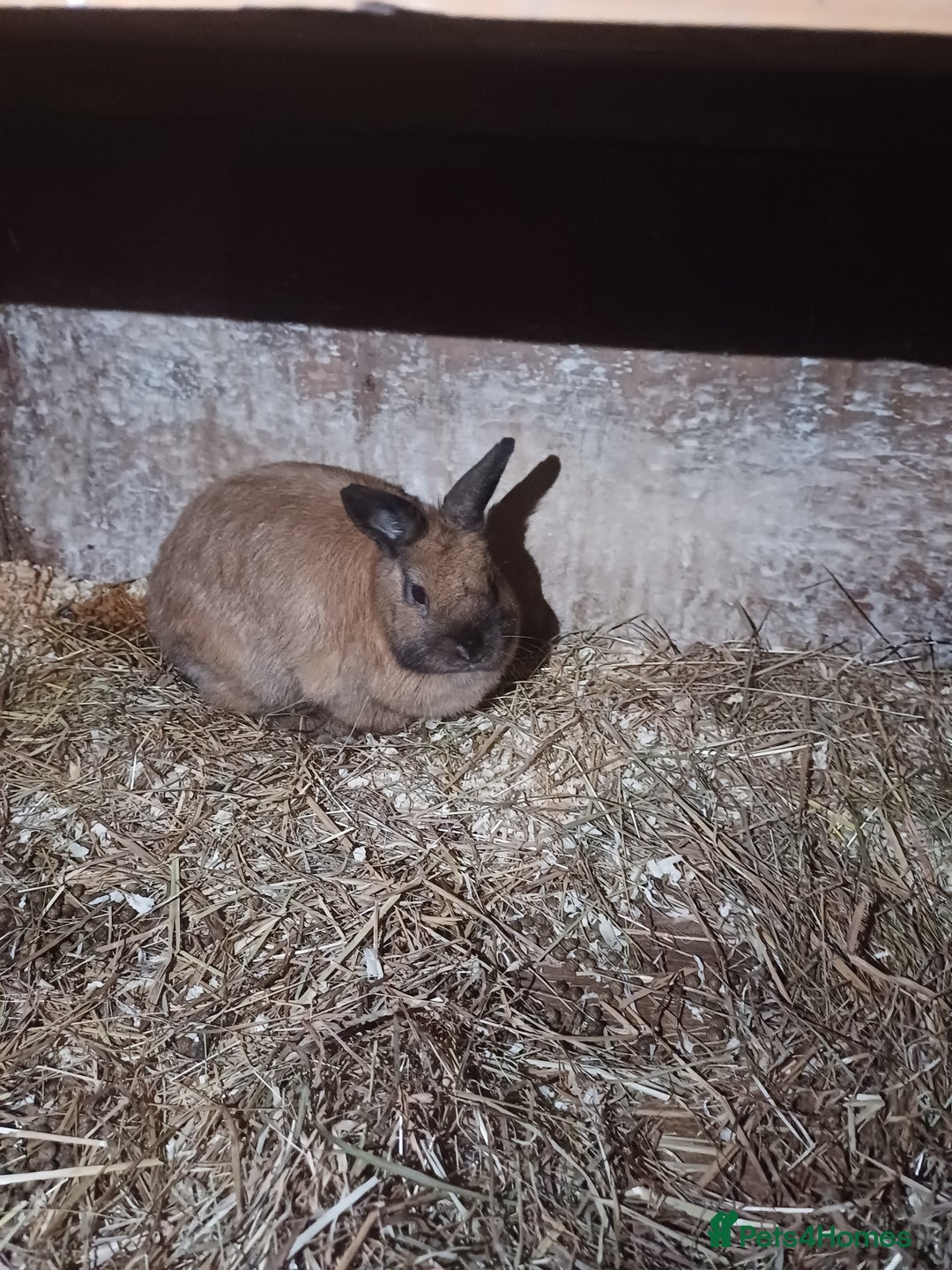 Netherland Dwarf rabbits for sale: CUTE female Netherland Dwarf X Rabbit - Image 2