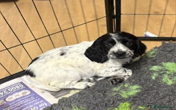 Cocker Spaniel dogs for sale: Goregous Working Cocker Spaniel Girl Pup - Image 2