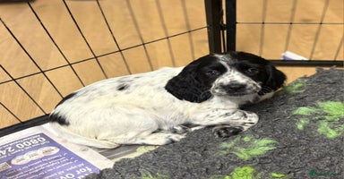 Cocker Spaniel dogs - Advert 10