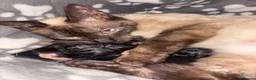 Mixed Breed cats for sale: 🐾Siamese cross kittens 🐾 - Advert 14