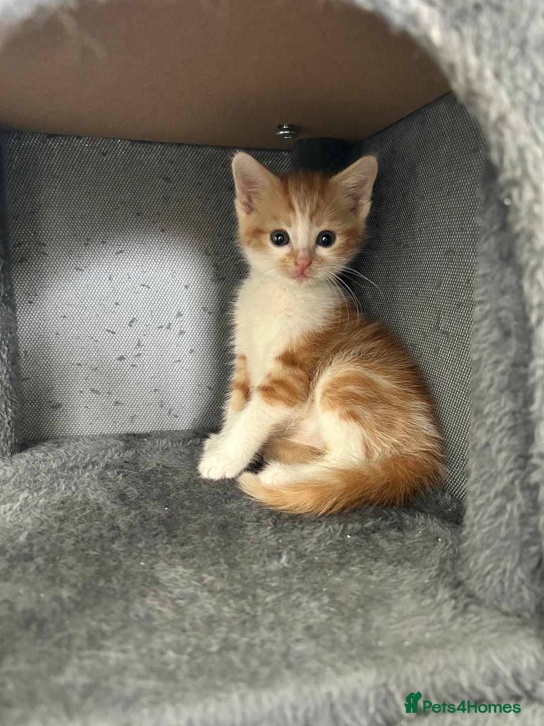 British Shorthair cats for sale: Four beautiful kittens - Image 1