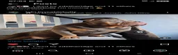 American Bully dogs for stud: American Exotic Pocket Bully for STUD - Advert 6