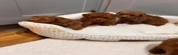 Toy Poodle dogs for sale: 🧡 Red Toy Poodle Pups 🧡 - Advert 7