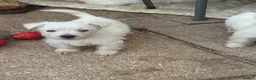 West Highland Terrier dogs for sale: West highland terriers - Advert 11