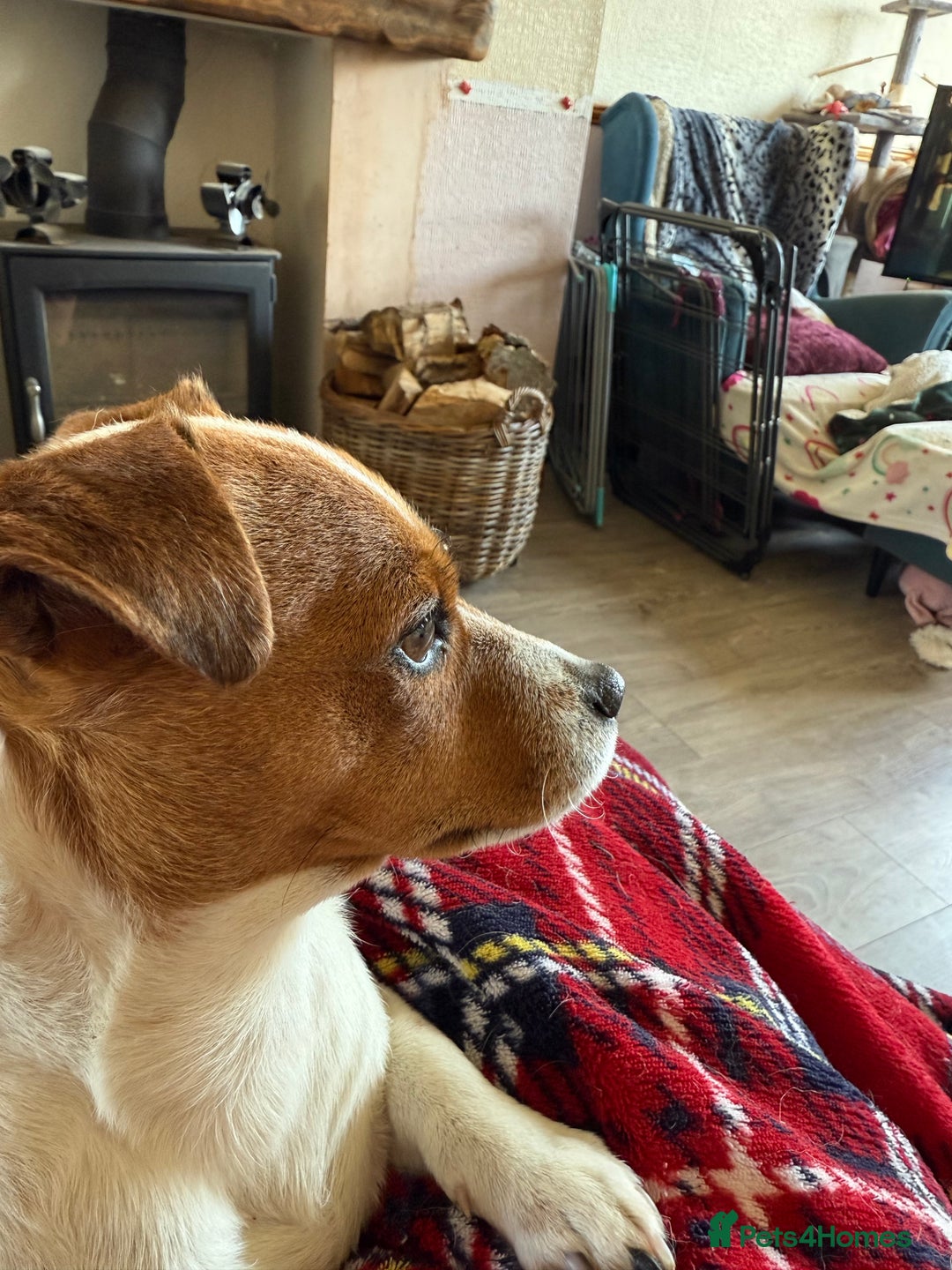 Jack Russell dogs for sale: Gorgeous Jack Russell Puppies - Image 32