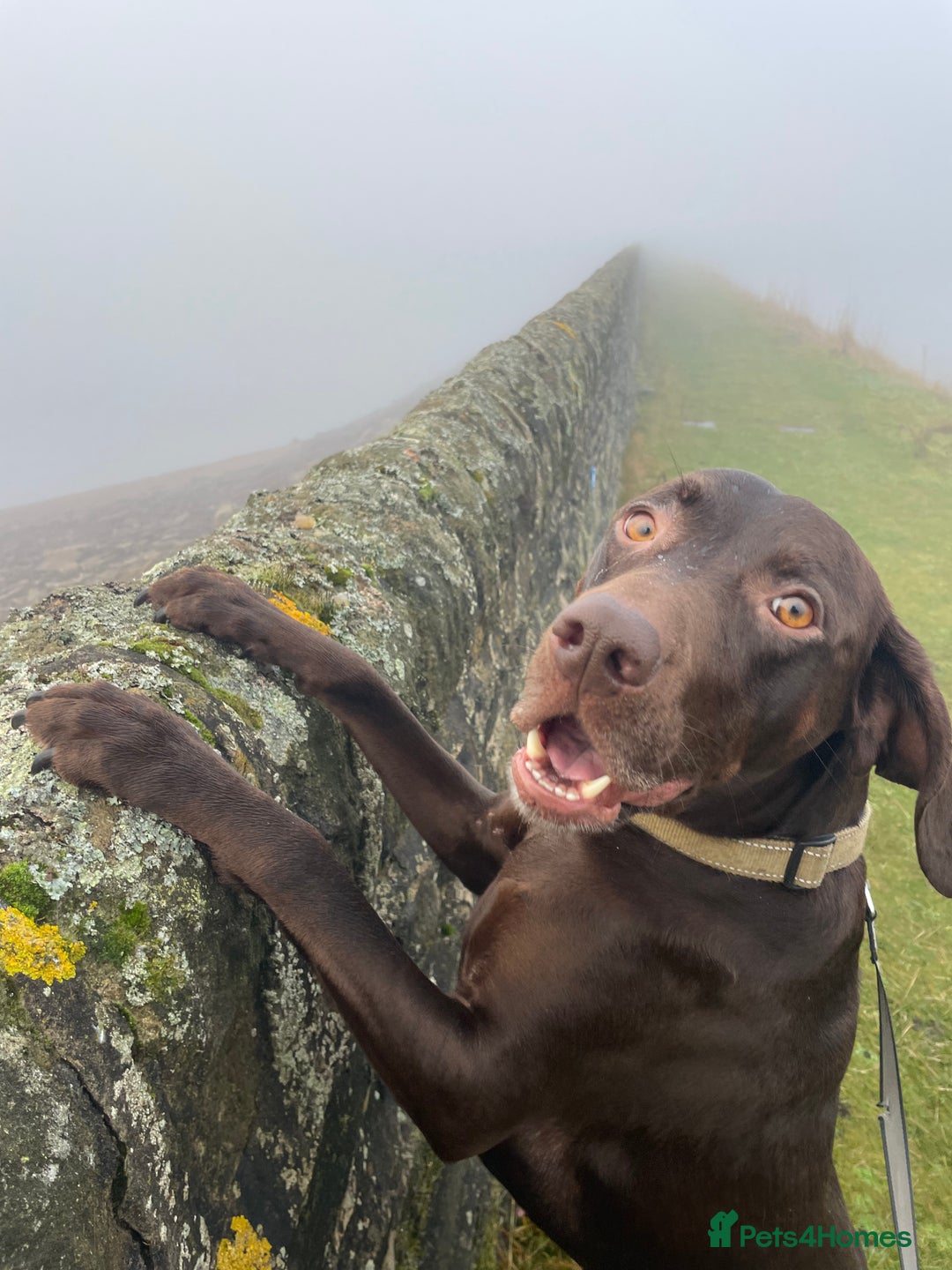 Mixed Breed dogs for sale: Beautiful Vizslador Needing a New Home   - Advert 5