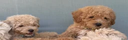 Mixed Breed dogs for sale: Rare Stunning Toy Cavapooshon Family Bred Puppies in Maidstone - Advert 15