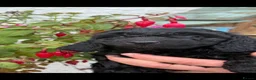 Cockapoo dogs for sale: Quality F1B Cockapoos by Licensed Breeder - Advert 13