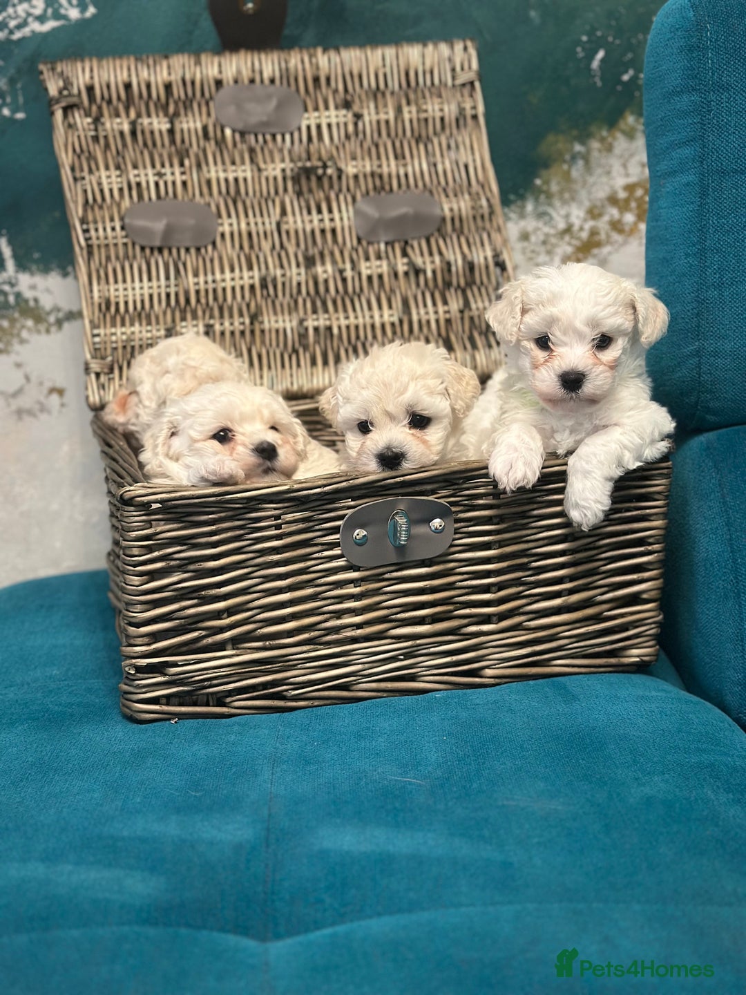 Bichon Frise dogs for sale: ✨ Bichon Frisé Puppies from Champion Bloodlines ✨ - Advert 8