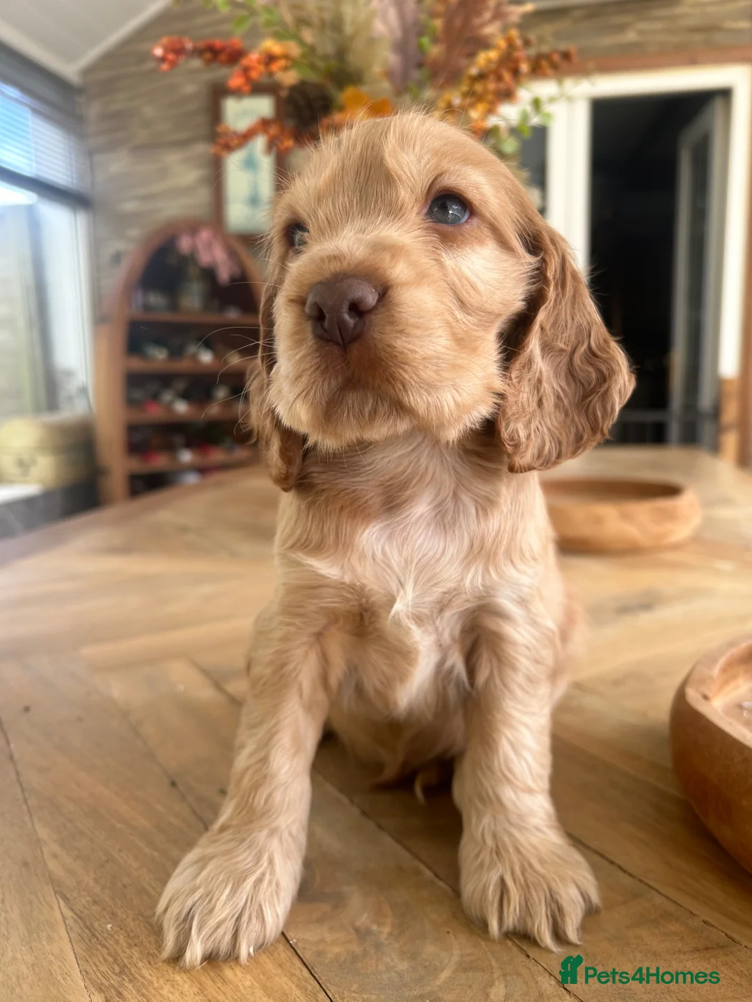Cocker Spaniel dogs for sale: Kc registered cocker spaniel puppies (show Line)  - Advert 2