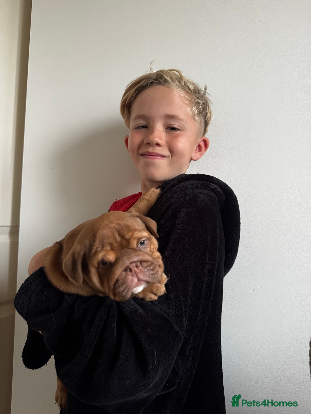 English Bulldog dogs for sale: Stunning litter of coloured Bulldogs home reared - Advert 12