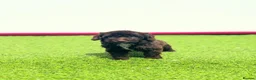 Cockapoo dogs for sale: Beautiful cockerpoo puppies - Advert 14