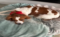 Cavapoo dogs for sale: Gorgeous Puppies ✨🐶 5 in litter Cavapo f1b dog   - Image 19