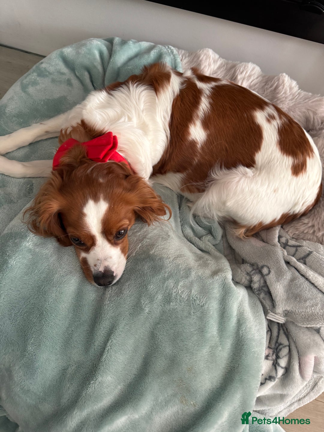 Cavapoo dogs for sale: Gorgeous Puppies ✨🐶 5 in litter Cavapo f1b dog   - Image 19