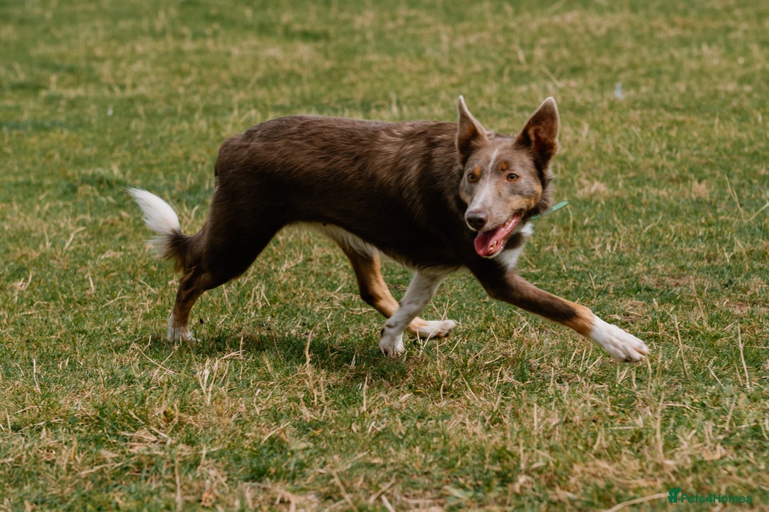 Border Collie dogs for sale: Fully health tested lilac and white kcreg puppies  - Image 10