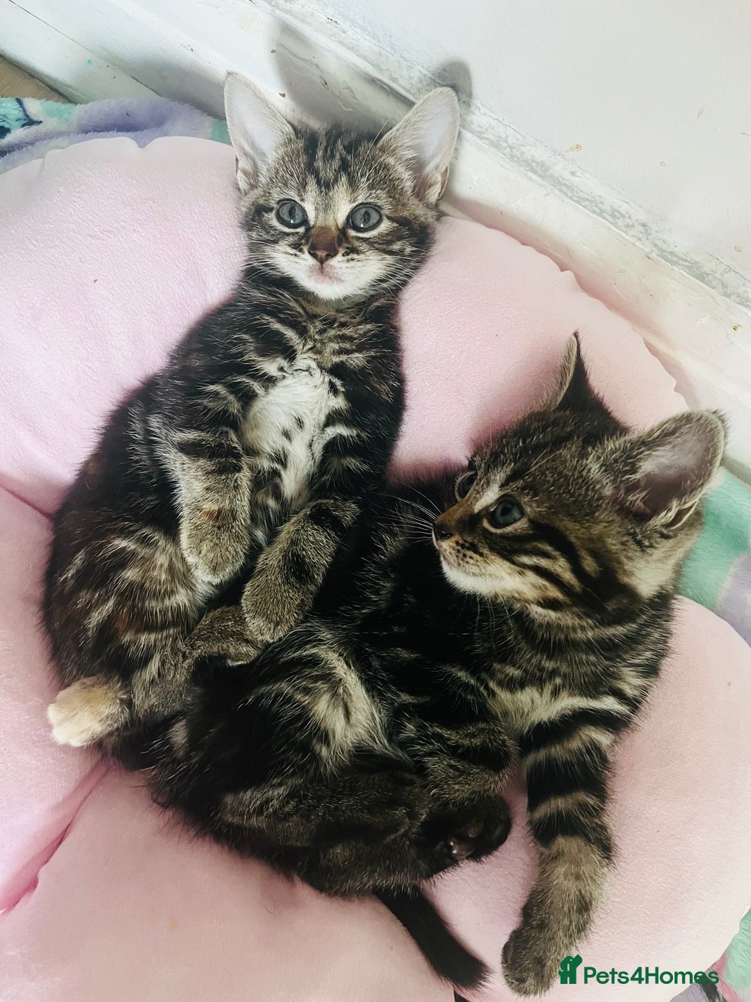 Mixed Breed cats for sale: Make and female tabby kittens for sale  - Image 6