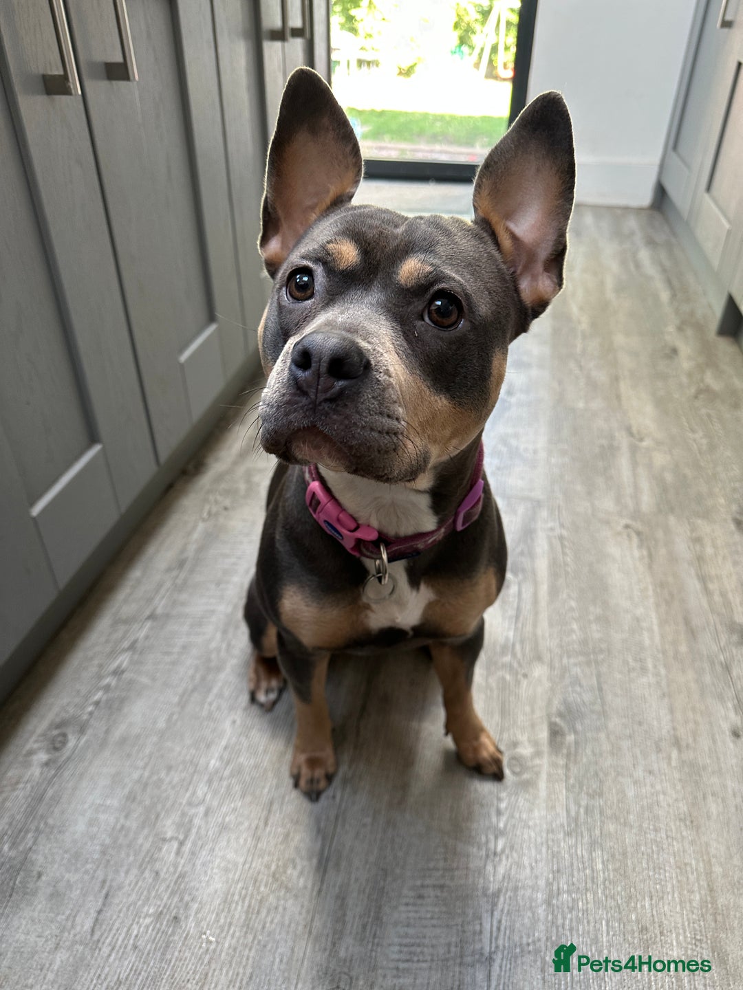 Mixed Breed dogs for sale: Staffordshire Bull Terrier Cross - Image 3