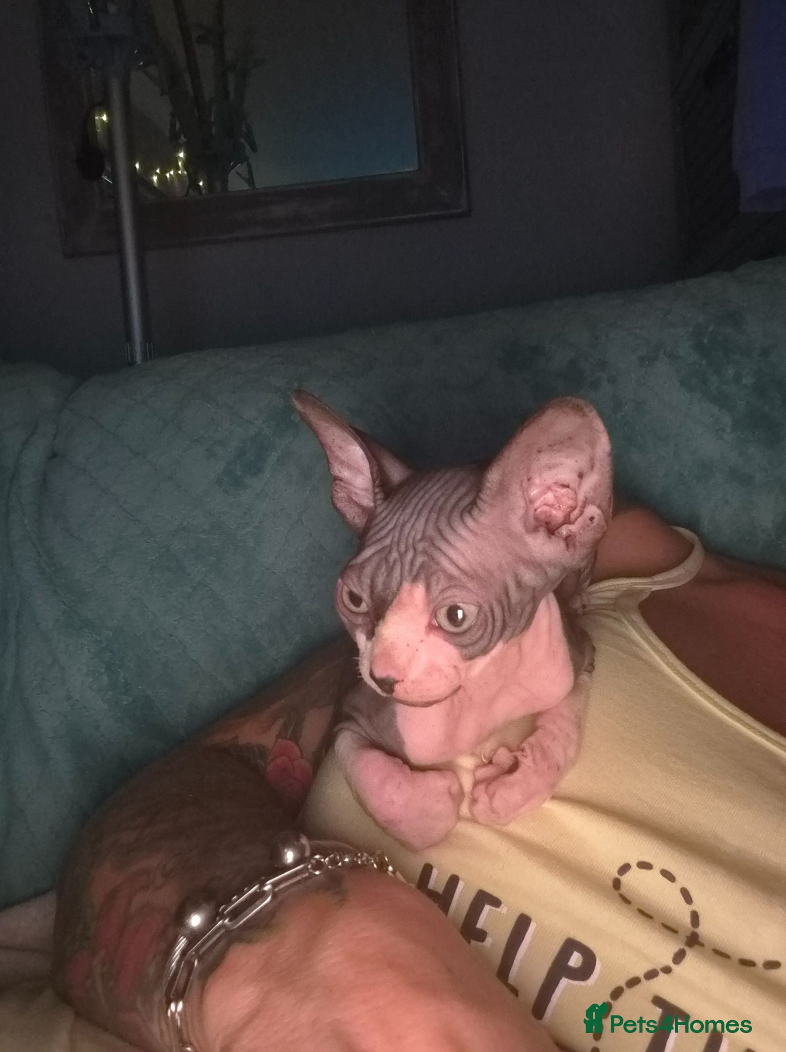 Sphynx cats Gorgeous Sphynx Boy Available  - Advert 2