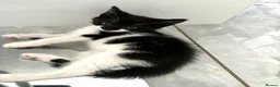 Domestic Shorthair cats for sale: Female Domestic shorthair black and white 8 weeks - Advert 7