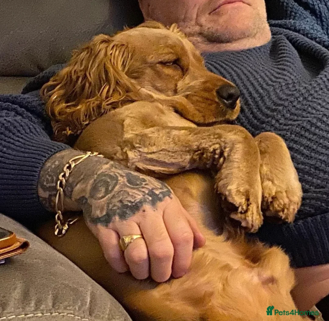 Cocker Spaniel dogs for stud: SHOW COCKER awaiting stud duties in Lincoln - Advert 10