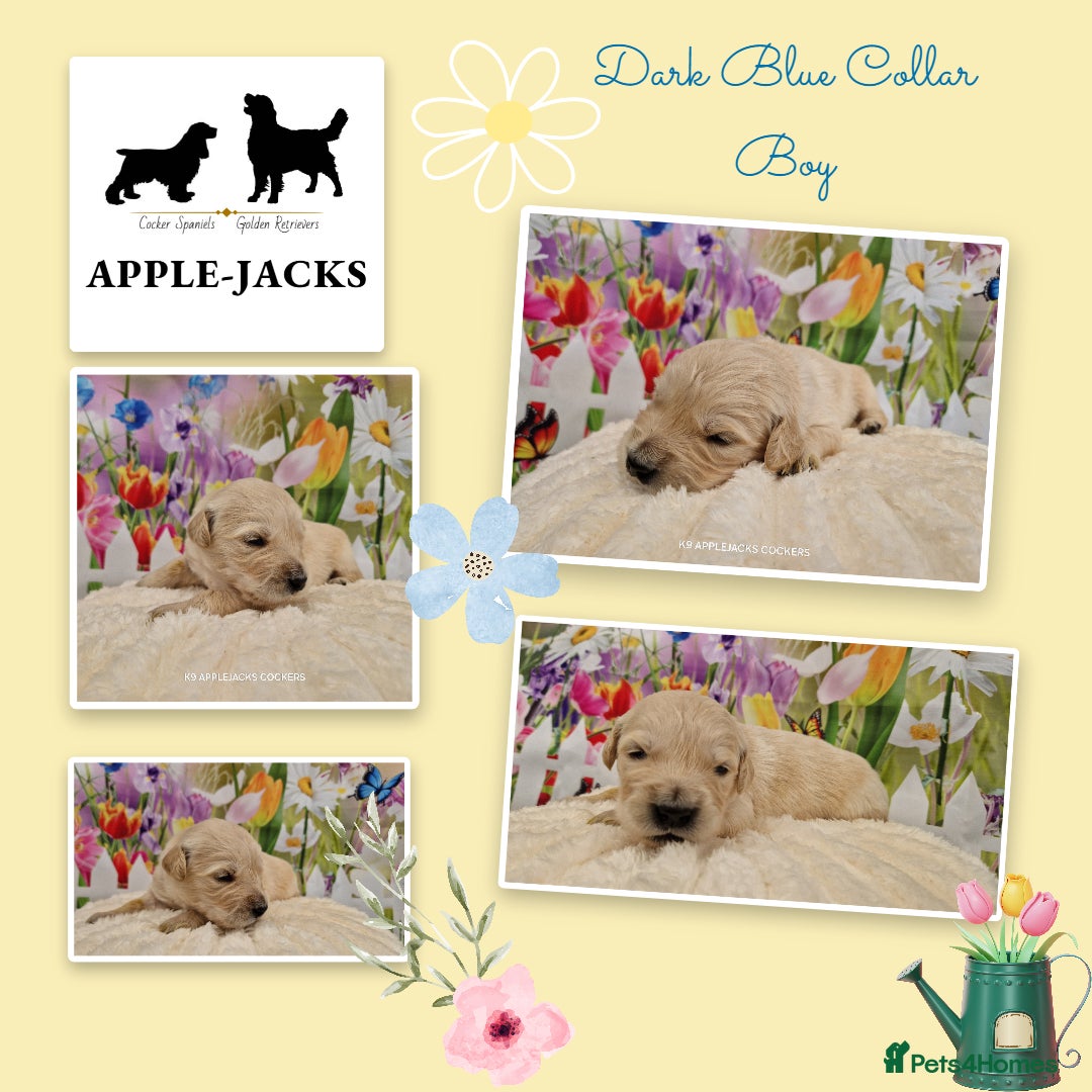 Golden Retriever dogs Pedigree show Golden retriever puppies - Advert 5