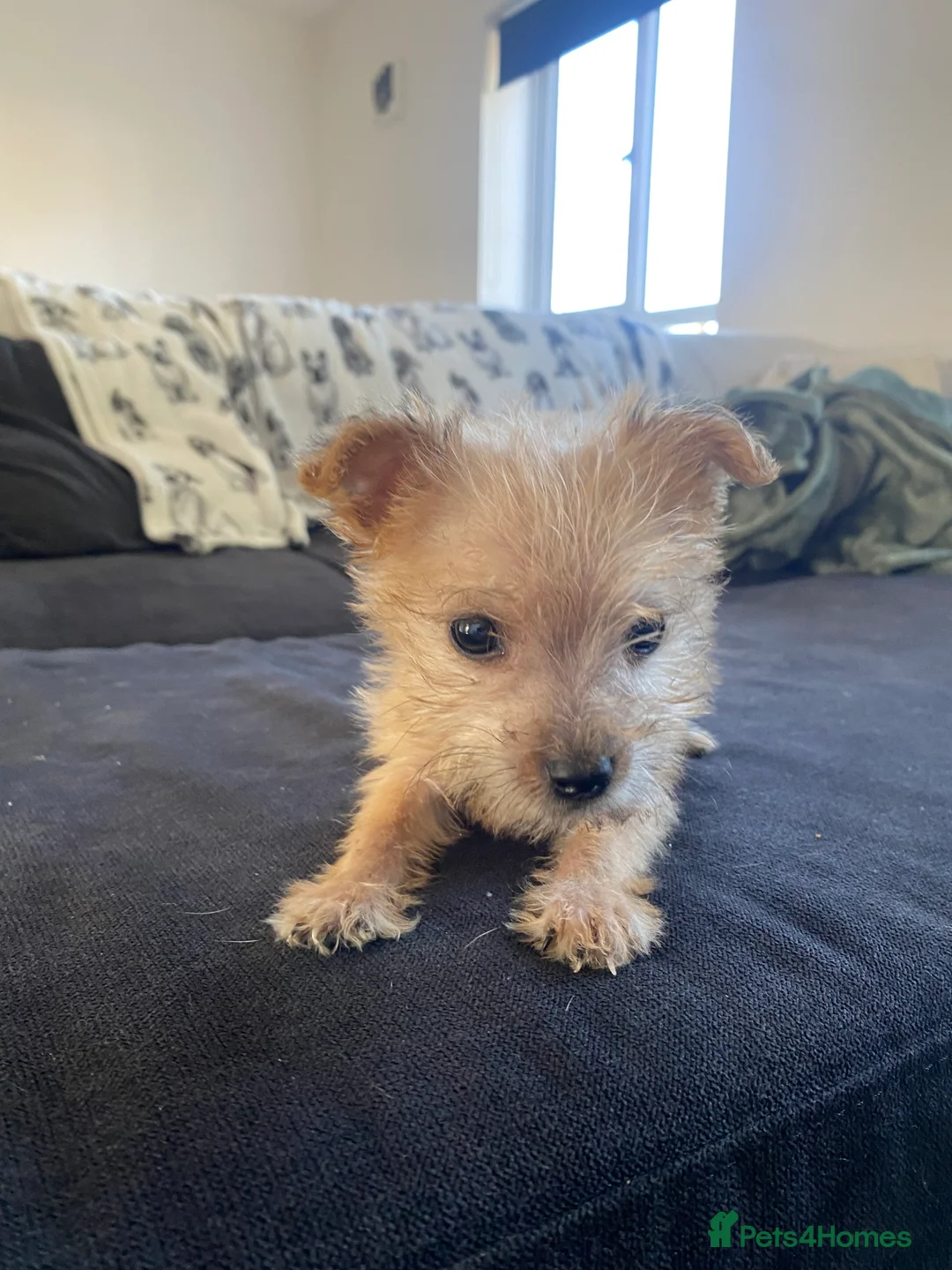 Yorkshire Terrier dogs for sale: Tiny Yorkshire terrier puppy  - Advert 10