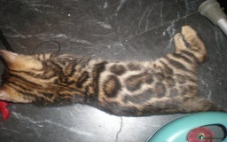 Bengal cats for sale: Only 1 Beautiful Bengal Kittens Ready to leave now in Manchester - Image 6