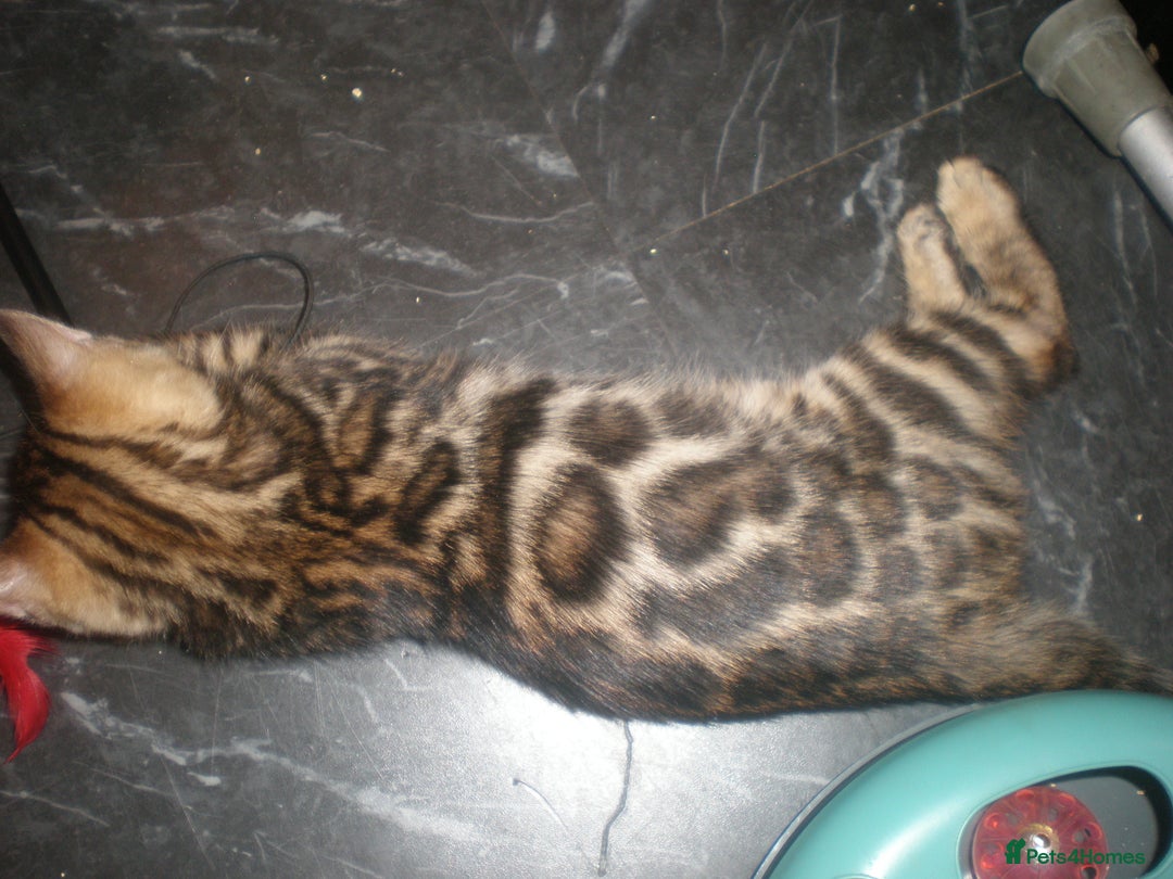 Bengal cats for sale: Only 1 Beautiful Bengal Kittens Ready to leave now in Manchester - Image 6