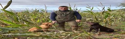 Labrador Retriever dogs for sale: Beautiful KC registered Labrador puppies  in Blandford Forum - Advert 6