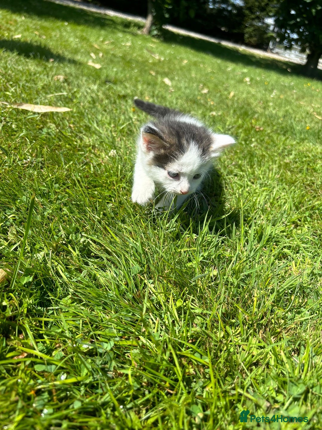 Domestic Shorthair cats for sale: Four Adorable Kittens - Mixed Litter - Image 11