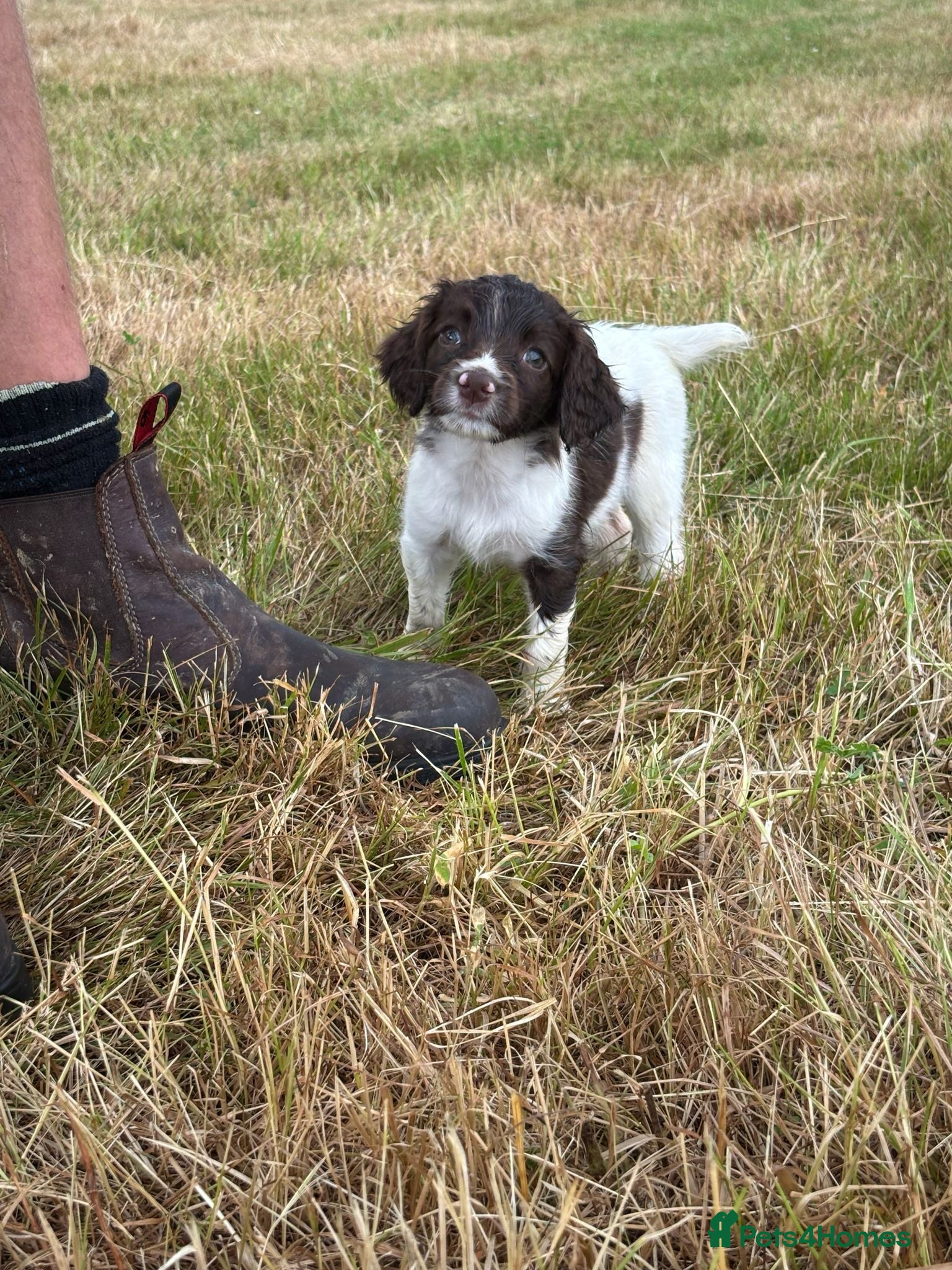 English Springer Spaniel dogs English Springer Spaniel Puppy - Advert 4