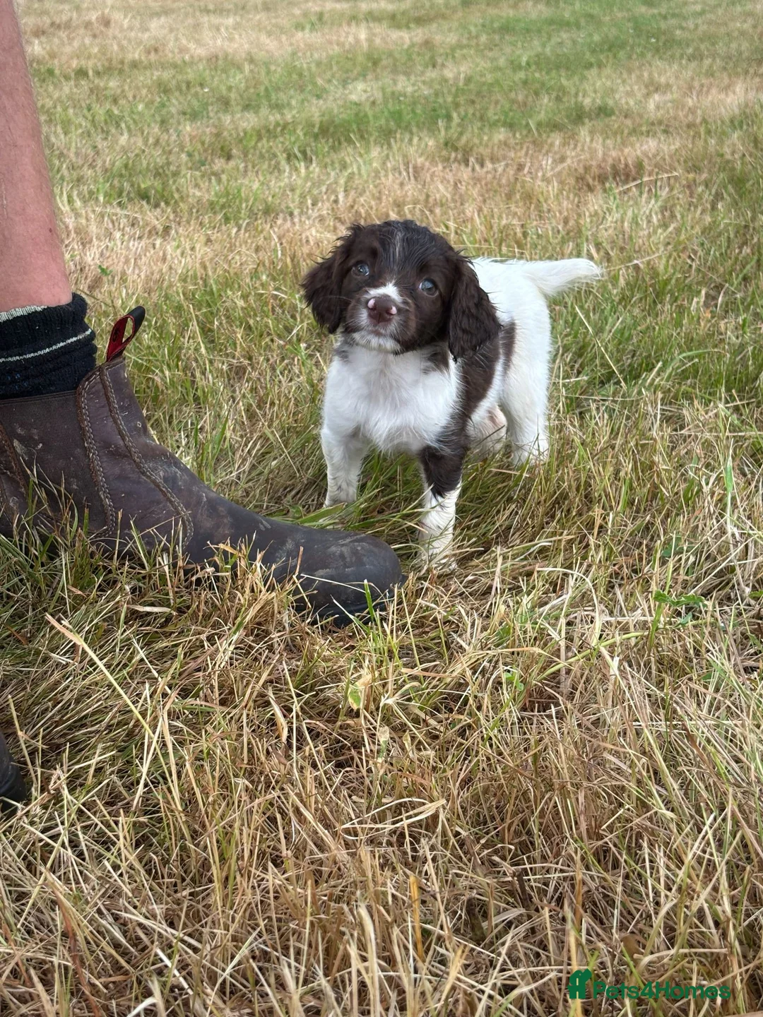 English Springer Spaniel dogs for sale: English Springer Spaniel Puppy - Advert 1